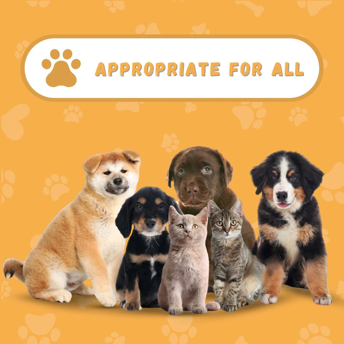 Genie Smart Pet Tag | QR Tag for Easy Pet Tracking & Locate