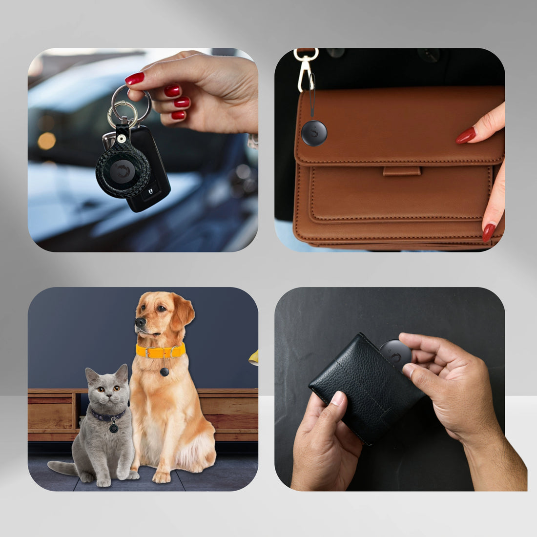 Dolphin Smart Tracker Rex+